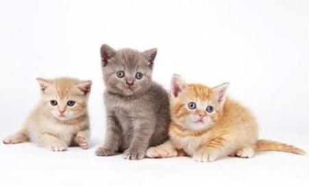 《旅猫日记》：吸猫文化与治愈系生活