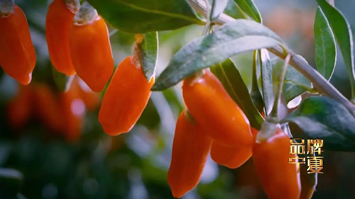 《品牌宁夏》实现省区形象宣传破圈传播