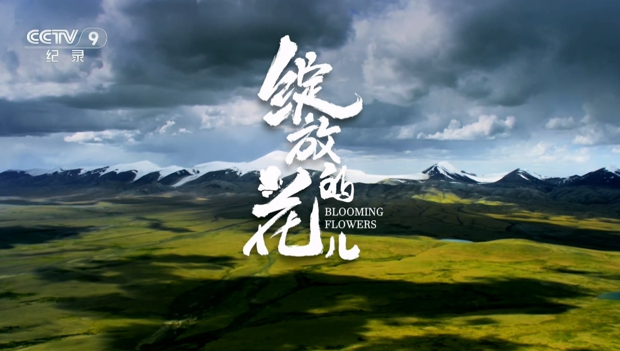 纪录片《绽放的花儿》：共绘融合发展的时代画卷